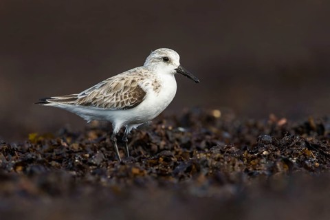 Sanderling (Calidris alba), Fuerteventura, Spain