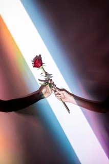 Close-up of a multiethnic pair of hands, a man and woman, delicately holding a vibrant red flower