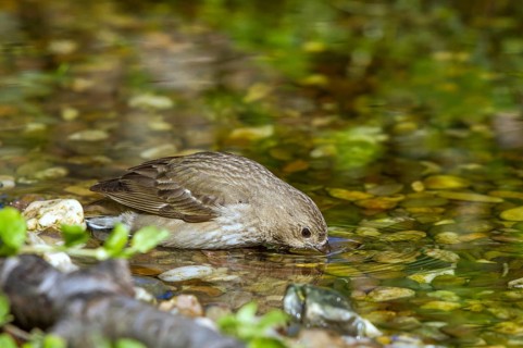 Common Rosefinch (Carpodacus erythrinus) drinking at waterhole, Mecklenburg-Western Pomerania,