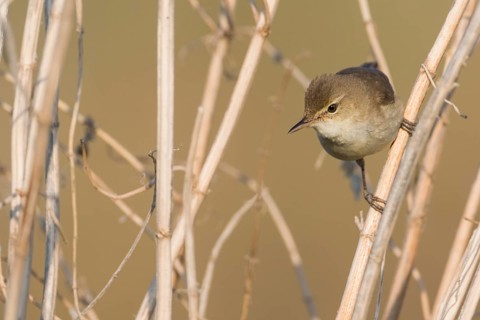 Blyths Reed Warbler - Buschrohrsänger - Acrocephalus dumetorum, Russia (Ural)