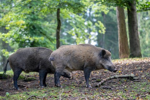Wild boar (Sus scrofa), boar, Vulkaneifel, Rhineland-Palatinate, Germany