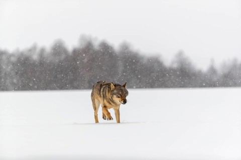 One male eurasian gray wolf (Canis lupus lupus) walking thru deep snow during snow fall. A forest