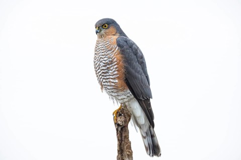 Sparrowhawk (Accipiter nisus) Terzel Germany