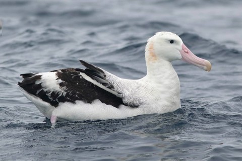 Wandering Albatross (Diomedea exulans), Victoria, Australia