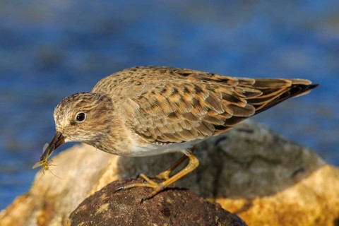 Temminck's Stint (Calidris temminckii) with insect in beak, Greece