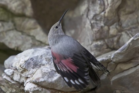 Wallcreeper (Tichodroma muraria), Alps, Austria