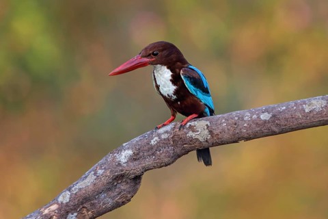 White-throated Kingfisher (Halcyon smyrnensis), Malaysia