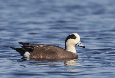 American Wigeon (Mareca americana) male, Florida, USA