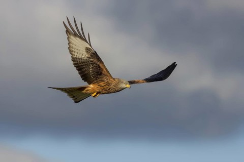 Red Kite (Milvus milvus) flying, Wales, United Kingdom