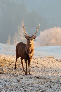 A Japanese sika deer stag (Cervus nippon nippon) stands on a meadow covered with hoarfrost in hilly