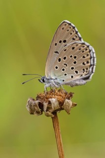 Quendel-Ameisenbläuling (Phengaris arion) auch Schwarzgefleckter Bläuling oder