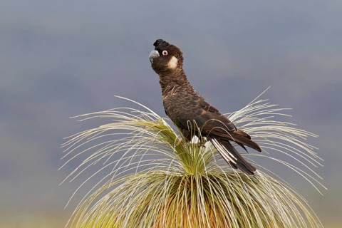 Carnaby’s Black Cockatoo (Calyptorhynchus latirostris), Perth - Western Australia, Australia