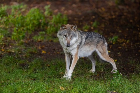 One adult male eurasian gray wolf (Canis lupus lupus) standing at a forest edge