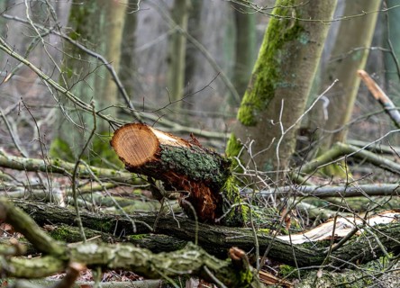 Detailed photo, forestry and clearing in the forest, Berlin, Germany
