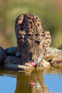 Iberian lynx (Lynx pardinus), drinking water at the waterhole, Hides De Calera / Lynx Hide, Calera