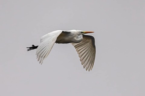 Elegant bird in flight with spread wings against a grey background, Great White Egret (Ardea alba,