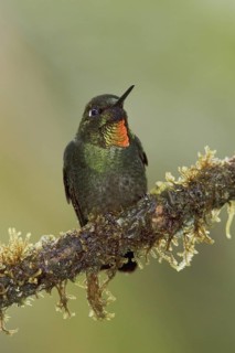 Flame-throated Sunangel (Heliangelus micraster), Ecuador