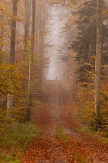 Shaded person on a foggy forest path surrounded by autumn leaves, Gechingen, Black Forest, Germany
