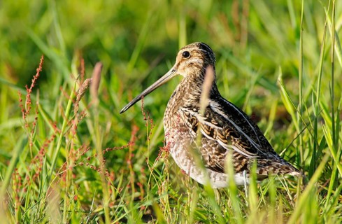 Common Snipe (Gallinago gallinago), Emsland, Lower Saxony, Germany