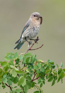 Mountain Bluebird (Sialia currucoides) female perched on a branch with caterpillar in beak, British