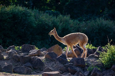 A vicuna (Lama vicugna) walks across the a rocky slope in a backlit scene