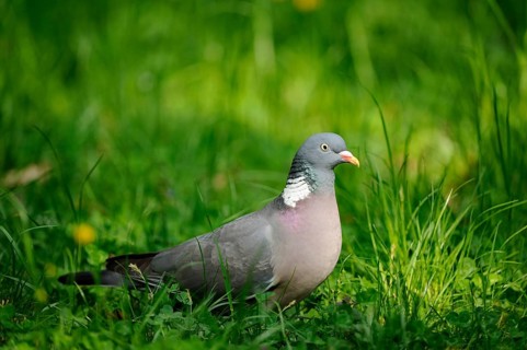 Pigeon standing attentively in the bright green grass, surrounded by spring-like colours, wood