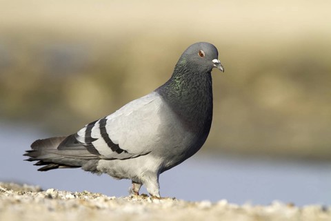 Rock Dove (Columba livia), Castile-La Mancha, Spain