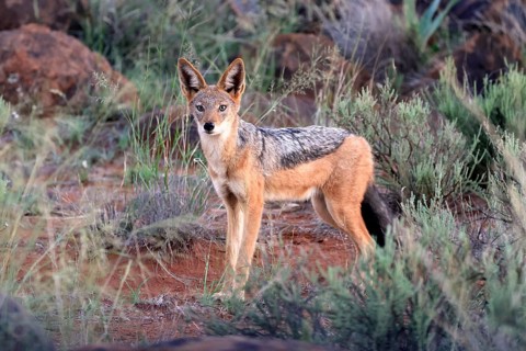 Black-backed jackal (Lupulella mesomelas), adult, alert, foraging, Mokala National Park, Northern