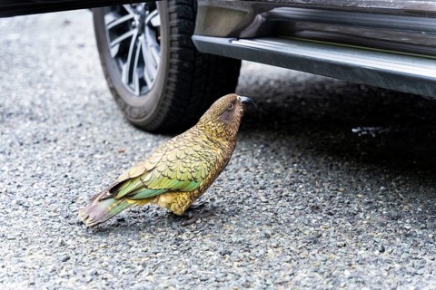 A Kea is thinking about whether there could be something for him to eat in the car. Monkey Creek