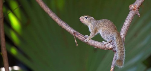 Gambian sun squirrel (Heliosciurus gambianus) Gambian sun squirrel, Balaba nature camp, Janjabureh,