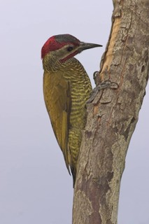 Golden-olive Woodpecker (Colaptes rubiginosus), Costa Rica