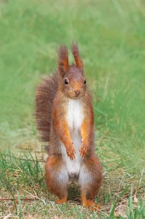 Squirrel (Sciurus vulgaris), standing in the grass, adult animal, wildlife, animals, mammal,