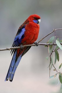 Crimson Rosella (Platycercus elegans), Australian Capital Territory, Australia