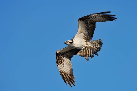 Western osprey (Pandion haliaetus) flying with preyed fish, Everglades National Park, Florida, USA