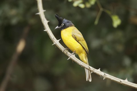 Black-crested Bulbul (Pycnonotus flaviventris), Kaeng Krachan, Thailand