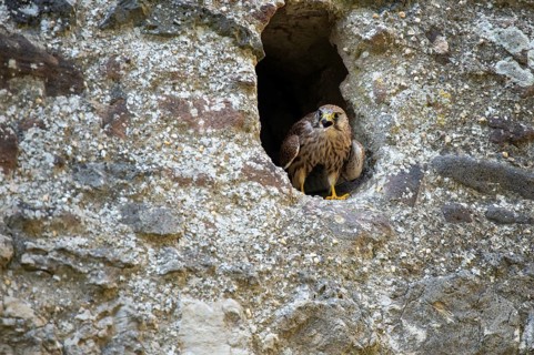 Kestrel (Falco tinnunculus), Gerolstein, Rhineland-Palatinate, Germany