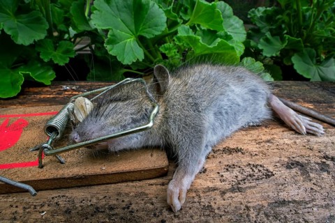Young brown rat, common rat, Norwegian rat, Norway rat (Rattus norvegicus) juvenile trapped, killed