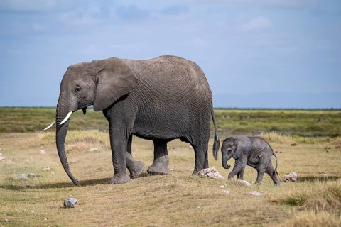 African elephant (Loxodonta africana) with baby, young and dam, Amboseli National Park, Rift Valley