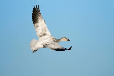 Snow Goose Chen caerulescens Bosque del Apache National Wildlife Refuge, New Mexico, United States