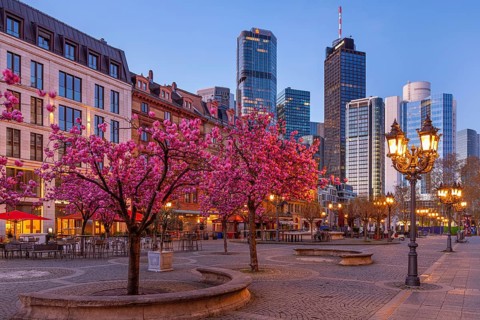The ornamental cherries on Opernplatz in Frankfurt am Main, near the Alte Oper, are in full bloom