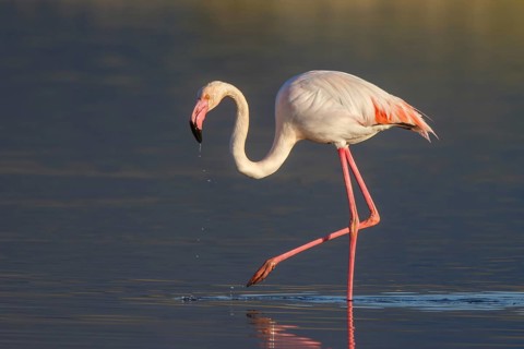 Greater Flamingo (Phoenicopterus roseus) foraging in shallow water, Lesvos, Greece
