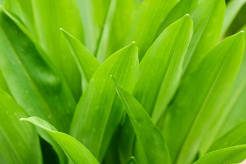 Wild garlic (Allium ursinum) growing in a forest in spring, detail, Bavaria, Germany
