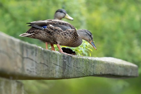 Mallard (Anas platyrhynchos), female, photographed from below, standing on a wooden beam and
