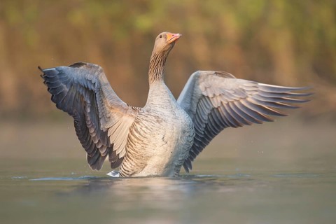Greylag Goose (Anser anser), Rhineland-Palatinate, Germany