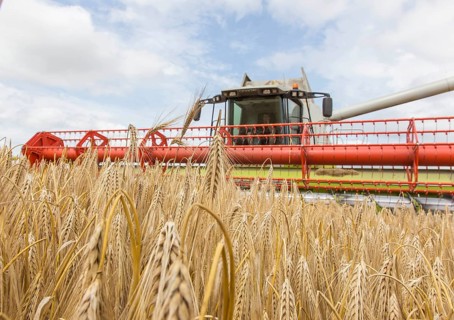 Nauen, 07.07.14, JE, Harvesters harvesting in a grain field