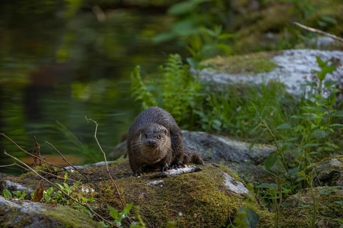 One Eurasian otter (Lutra lutra), sitting on a mossy rock and eating a fresh caught fish
