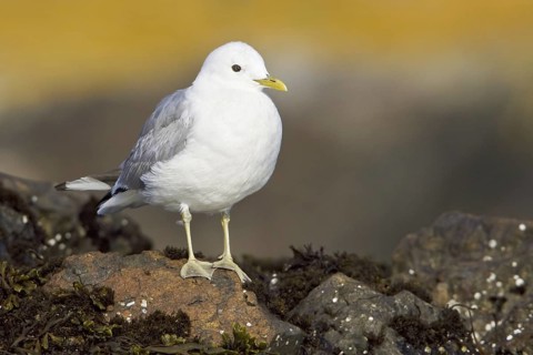 Mew Gull (Larus canus), British Columbia, Canada