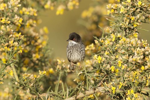 Cyprus Warbler (Sylvia melanothorax) male, Cyprus