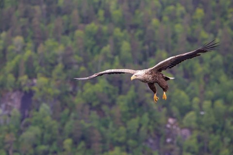 White-tailed eagle (Halliaeetus albicilla) in front of snow-covered mountains and forest, Norway
