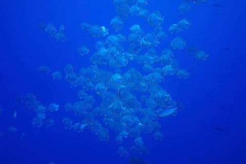 Round-headed batfish (Platax orbicularis)